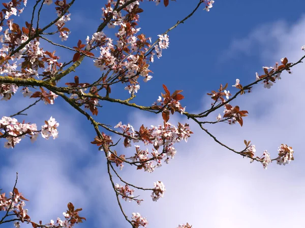 Mavi gökyüzüne ve geniş bulutlara karşı kiraz çiçekleri