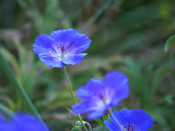 Purple Geraniums μεγαλώνουν στον καλοκαιρινό κήπο κοντά πλάνο — Φωτογραφία Αρχείου