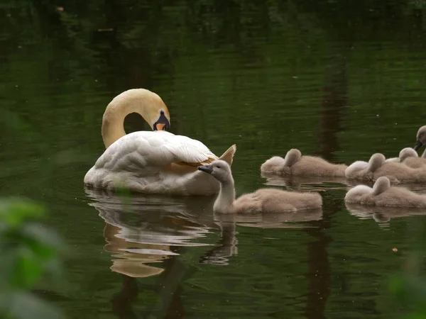 Madre cisne tiende a la familia de los Cygnets — Foto de Stock