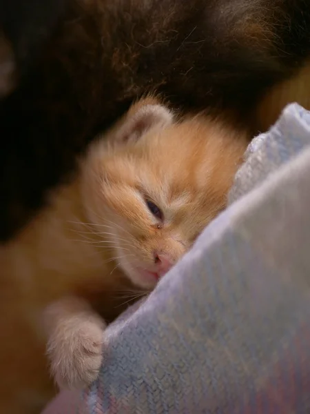 Minuscule mignon gingembre chaton dormir sur couverture — Photo