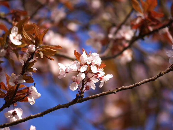 Цветение сакуры на фоне голубого неба