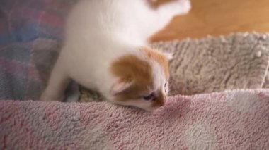 Küçük kızıl ve beyaz kedi yürümeye çalışıyor