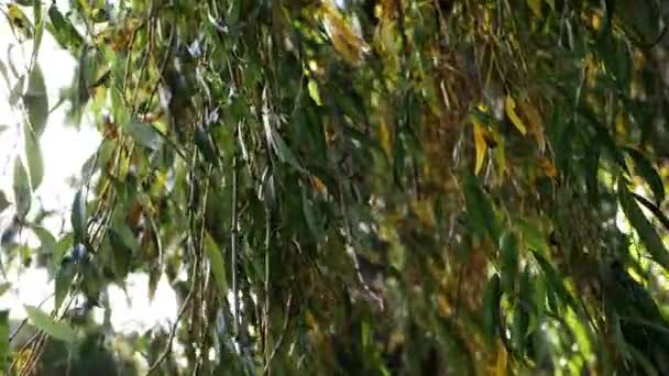柳树在强烈的秋风中摇曳 — 图库视频影像