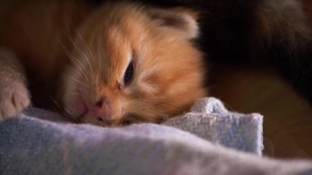 Adorable gatito de jengibre minúsculo descansando sobre una manta — Vídeo de stock