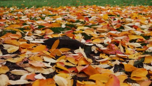 Hojas doradas de otoño caídas al suelo — Vídeos de Stock