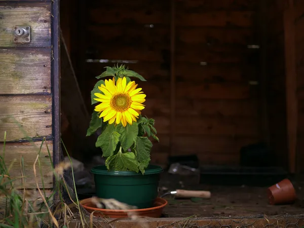 Girasol en plena floración en cobertizo de madera rústica — Foto de Stock