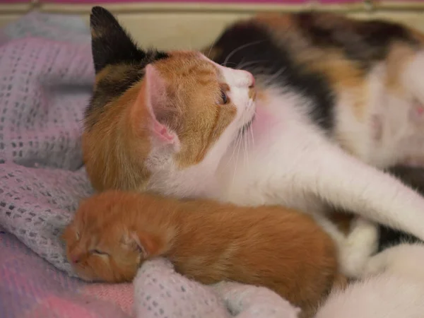 Maman chat avec gingembre nouveau-né chaton plan moyen — Photo