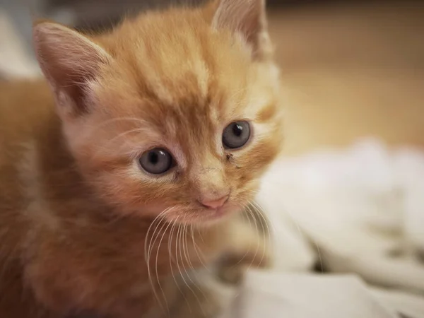 Mignon adorable gingembre bébé chaton regarde dans caméra — Photo