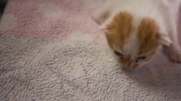 Minúsculo gengibre e gatinho branco aprendendo a andar — Vídeo de Stock