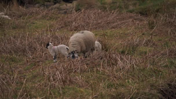 Μητέρα πρόβατα και αρνιά βόσκουν σε τραχιά χερσότοπος Yorkshire — Αρχείο Βίντεο