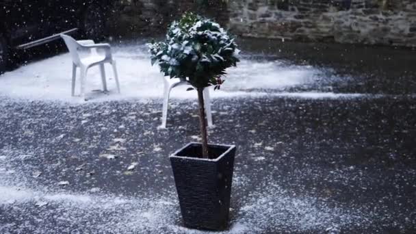 Holly planta arbusto en invierno como la nieve está cayendo — Vídeos de Stock