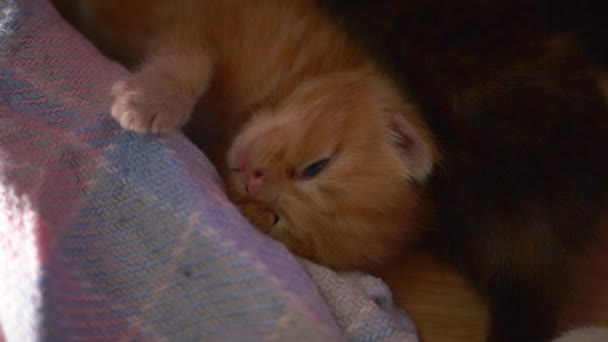 Маленький рыжий котенок обнимает одеяло — стоковое видео
