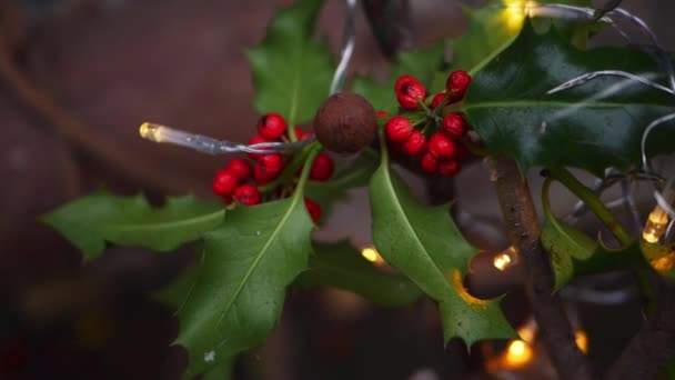Foglie di agrifoglio con bacche rosse tradizionale decorazione natalizia — Video Stock