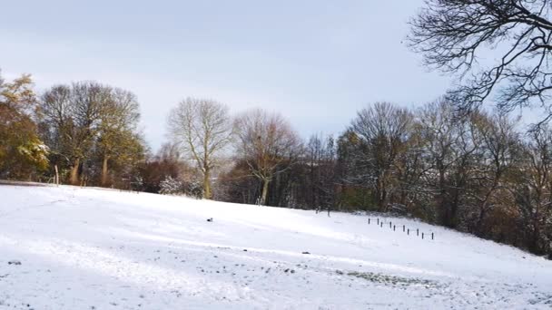 Parque vacío cubierto de nieve de invierno — Vídeos de Stock