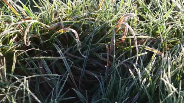 冬の早朝霜に覆われた草 — ストック動画