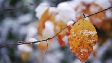 Karla kaplı altın sonbahar yaprakları 