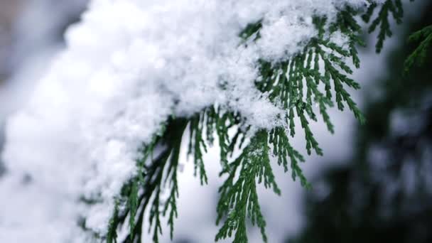 Гілки соснового дерева вкриті зимовими снігопадами — стокове відео