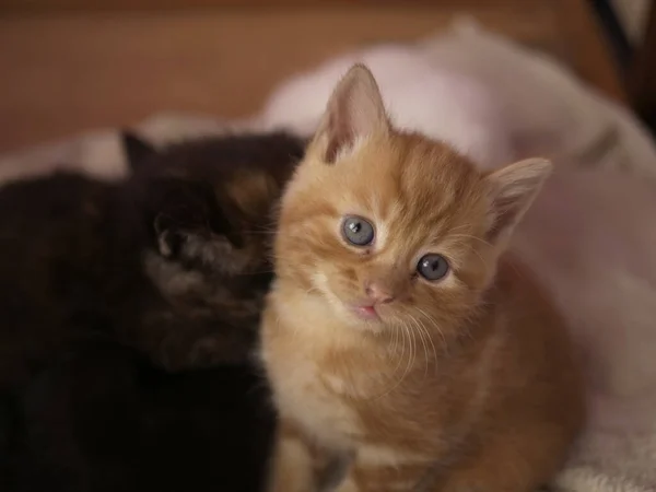 귀엽고 귀여운 새끼 고양이가 카메라 초상화를 본다 — 스톡 사진