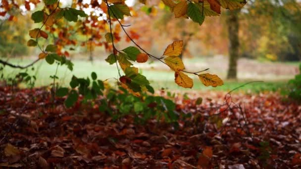 Las hojas de otoño se vuelven doradas con el parque en el fondo — Vídeos de Stock