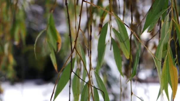 Wilgenboom in de vroege winter sneeuwval in Engeland — Stockvideo