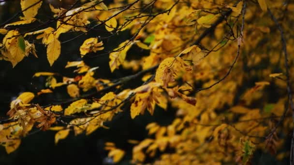 Folhas virando dourado como Outono se aproxima — Vídeo de Stock