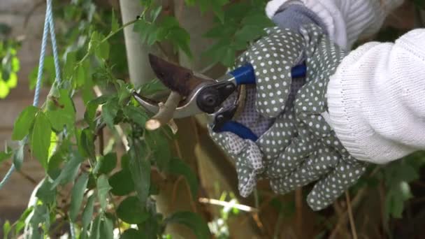 Gardener hands pruning and cutting tree branches — Stock Video