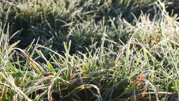 冬の日の早朝霜に覆われた草 — ストック動画
