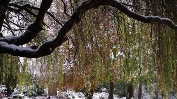 Wierzba we wczesnych zimowych opadach śniegu w Anglii — Wideo stockowe