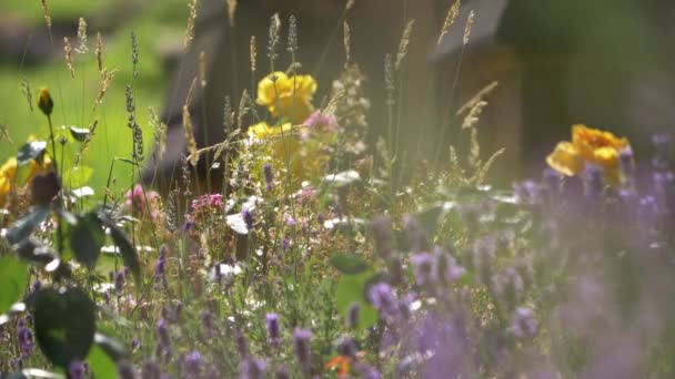 Blommor som vÃ ¤xer pÃ ¥sommaren English Church yard — Stockvideo