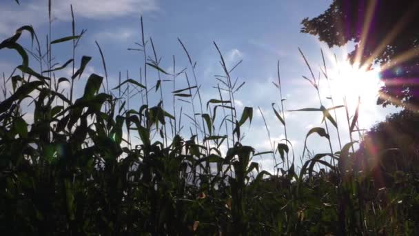 Zuckermais-Ernte mit sommerlichem Sonnenschein Hintergrund — Stockvideo