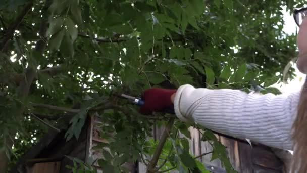 Mujer jardinero poda y cortar ramas de árboles — Vídeos de Stock