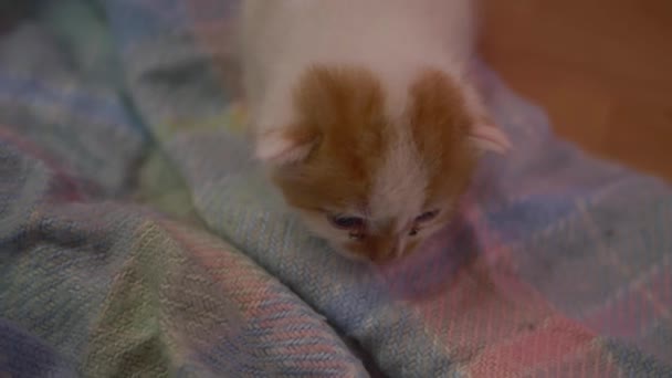 Nettes winziges Kätzchen macht erste Babyschritte — Stockvideo