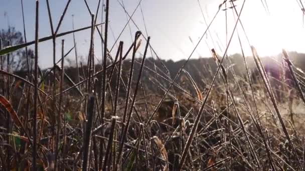 冬の早朝の霜の牧草地 — ストック動画