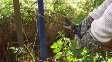 Bahçedeki ağaç dallarını budayıp kesen eller.