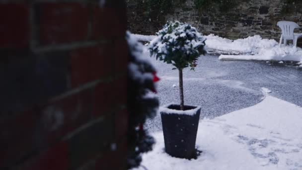 Holly planta arbusto en invierno como la nieve está cayendo revelar disparo — Vídeos de Stock