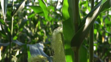 Çiftçilerin tarlasında yetişen olgun mısır mahsulleri 