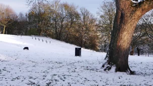 Árbol en parque vacío cubierto de nieve en invierno — Vídeos de Stock