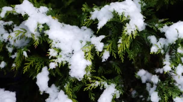 Ветви сосны покрыты зимним снегом — стоковое видео