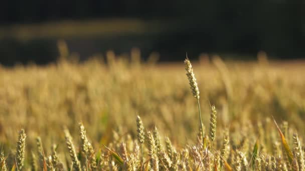 Planta de trigo solitario crece alto en tierras de cultivo — Vídeos de Stock