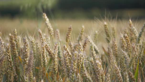 Field of wheat ripens in summer — Stock Video