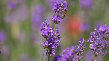Yaz bahçesinde Lavanta Bitkisi Arısı