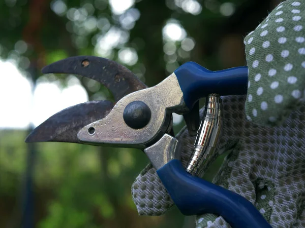 가지치기 가위 정원 도구를 사용하여 손을 닫고 — 스톡 사진