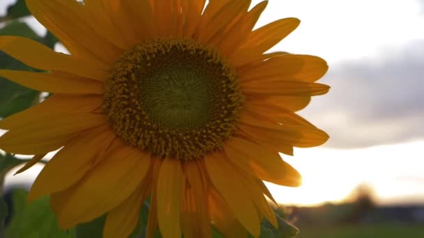Samotny słonecznik w pełnym rozkwicie na wsi — Wideo stockowe