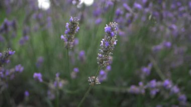 Yaz melteminde mor lavanta çiçekleri 