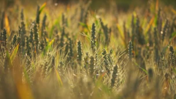 Field of wheat ripens in warm summer — Stockvideo