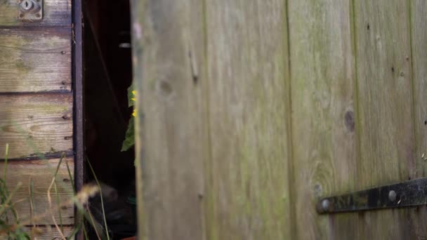 Shed door opens to reveal sunflower in full bloom — Stockvideo