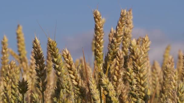 Buğday tarlası yazın mavi gökyüzüne karşı olgunlaşır. — Stok video