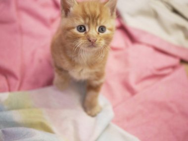 Meraklı küçük kızıl bebek kedi portresi. Orta boy.