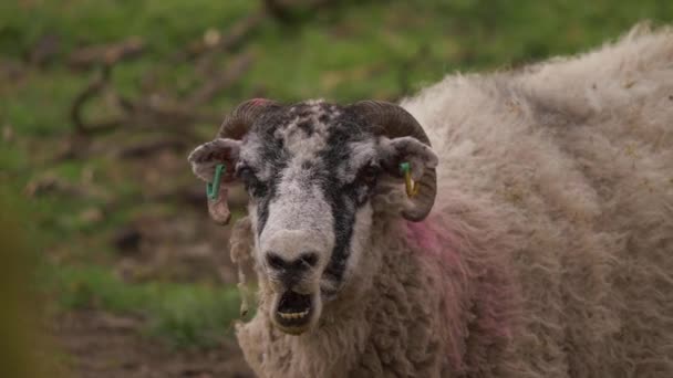 Sheep with horns looks into camera portrait — Stockvideo