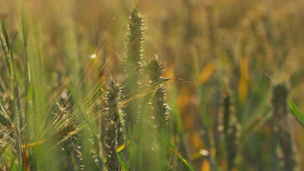 따뜻 한 여름에 밀밭이 무르익는다 — 비디오